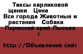 Таксы карликовой щенки › Цена ­ 20 000 - Все города Животные и растения » Собаки   . Пермский край,Лысьва г.